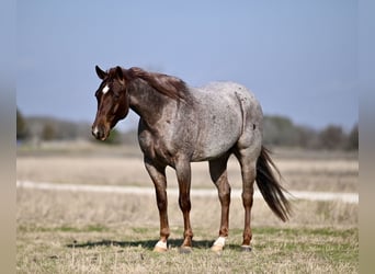 American Quarter Horse, Castrone, 4 Anni, 150 cm, Roano rosso