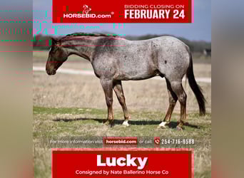 American Quarter Horse, Castrone, 4 Anni, 150 cm, Roano rosso
