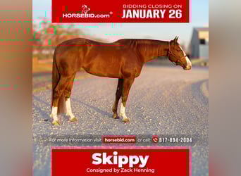 American Quarter Horse, Castrone, 4 Anni, 150 cm, Sauro ciliegia