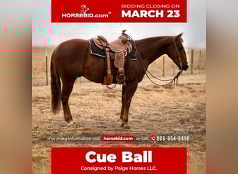 American Quarter Horse, Castrone, 4 Anni, 150 cm, Sauro ciliegia