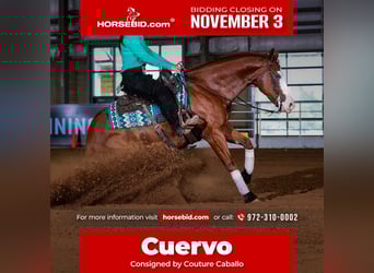 American Quarter Horse, Castrone, 4 Anni, 150 cm, Sauro ciliegia