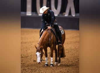 American Quarter Horse, Castrone, 4 Anni, 150 cm, Sauro ciliegia