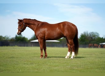 American Quarter Horse, Castrone, 4 Anni, 150 cm, Sauro ciliegia