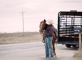 American Quarter Horse, Castrone, 4 Anni, 150 cm, Sauro ciliegia