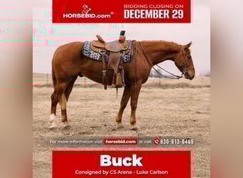 American Quarter Horse, Castrone, 4 Anni, 150 cm, Sauro ciliegia