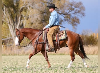 American Quarter Horse, Castrone, 4 Anni, 150 cm, Sauro ciliegia