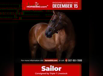 American Quarter Horse, Castrone, 4 Anni, 150 cm, Sauro ciliegia