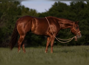 American Quarter Horse, Castrone, 4 Anni, 150 cm, Sauro ciliegia