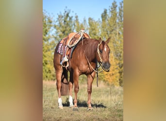 American Quarter Horse, Castrone, 4 Anni, 150 cm, Sauro ciliegia
