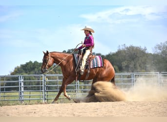 American Quarter Horse, Castrone, 4 Anni, 150 cm, Sauro ciliegia