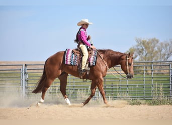 American Quarter Horse, Castrone, 4 Anni, 150 cm, Sauro ciliegia