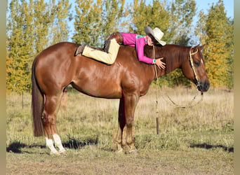 American Quarter Horse, Castrone, 4 Anni, 150 cm, Sauro ciliegia