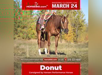 American Quarter Horse, Castrone, 4 Anni, 150 cm, Sauro ciliegia