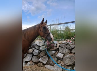 American Quarter Horse, Castrone, 4 Anni, 150 cm, Sauro