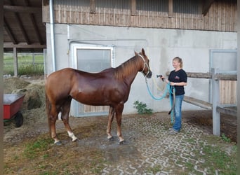 American Quarter Horse, Castrone, 4 Anni, 150 cm, Sauro