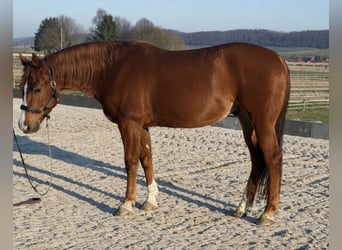 American Quarter Horse, Castrone, 4 Anni, 150 cm, Sauro