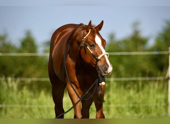 American Quarter Horse, Castrone, 4 Anni, 150 cm, Sauro