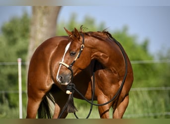 American Quarter Horse, Castrone, 4 Anni, 150 cm, Sauro