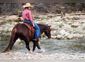 American Quarter Horse, Castrone, 4 Anni, 150 cm, Sauro scuro