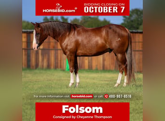 American Quarter Horse, Castrone, 4 Anni, 150 cm, Sauro scuro