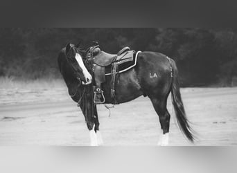 American Quarter Horse, Castrone, 4 Anni, 150 cm, Sauro scuro