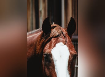 American Quarter Horse, Castrone, 4 Anni, 150 cm, Sauro scuro