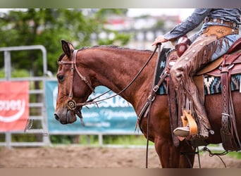American Quarter Horse, Castrone, 4 Anni, 151 cm, Baio