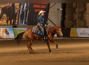 American Quarter Horse, Castrone, 4 Anni, 151 cm, Sauro