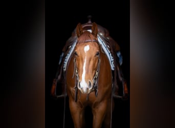 American Quarter Horse, Castrone, 4 Anni, 151 cm, Sauro