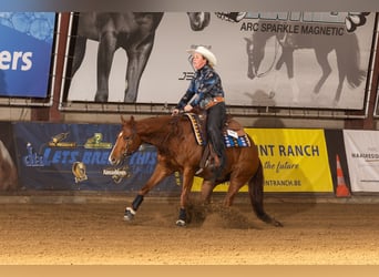 American Quarter Horse, Castrone, 4 Anni, 151 cm, Sauro