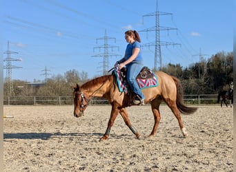 American Quarter Horse, Castrone, 4 Anni, 151 cm, Sauro scuro