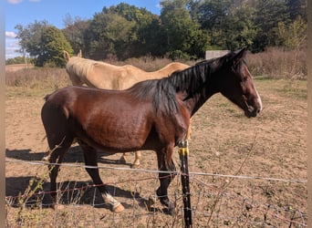 American Quarter Horse Mix, Castrone, 4 Anni, 152 cm, Baio ciliegia