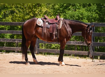American Quarter Horse, Castrone, 4 Anni, 152 cm, Baio ciliegia