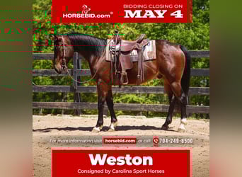 American Quarter Horse, Castrone, 4 Anni, 152 cm, Baio ciliegia