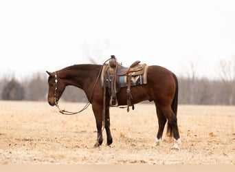 American Quarter Horse, Castrone, 4 Anni, 152 cm, Baio ciliegia