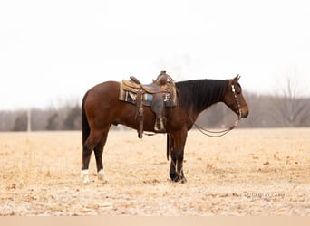 American Quarter Horse, Castrone, 4 Anni, 152 cm, Baio ciliegia