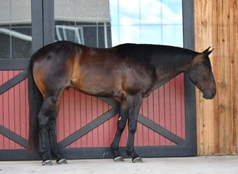American Quarter Horse, Castrone, 4 Anni, 152 cm, Baio ciliegia