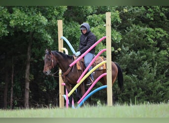 American Quarter Horse, Castrone, 4 Anni, 152 cm, Baio ciliegia