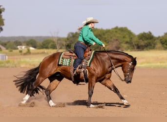 American Quarter Horse, Castrone, 4 Anni, 152 cm, Baio ciliegia