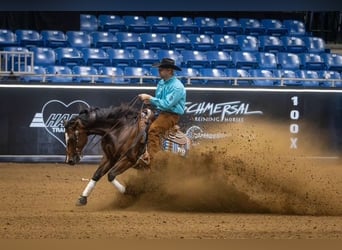 American Quarter Horse, Castrone, 4 Anni, 152 cm, Baio ciliegia