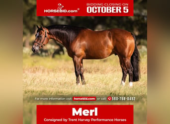 American Quarter Horse, Castrone, 4 Anni, 152 cm, Baio ciliegia