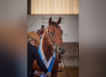 American Quarter Horse, Castrone, 4 Anni, 152 cm, Baio
