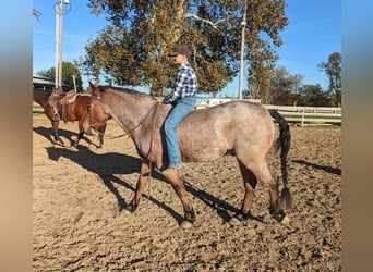 American Quarter Horse, Castrone, 4 Anni, 152 cm, Baio roano