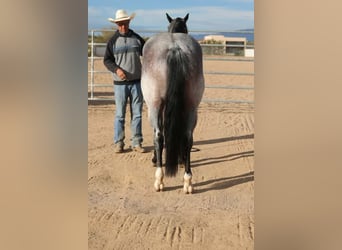 American Quarter Horse, Castrone, 4 Anni, 152 cm, Baio roano