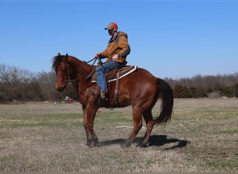 American Quarter Horse, Castrone, 4 Anni, 152 cm, Baio roano
