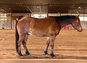 American Quarter Horse, Castrone, 4 Anni, 152 cm, Baio roano