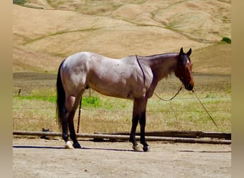 American Quarter Horse, Castrone, 4 Anni, 152 cm, Baio roano