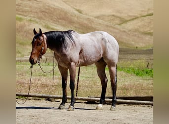 American Quarter Horse, Castrone, 4 Anni, 152 cm, Baio roano