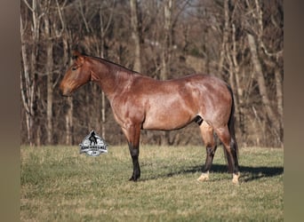 American Quarter Horse, Castrone, 4 Anni, 152 cm, Baio roano