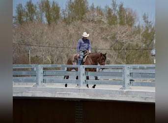 American Quarter Horse, Castrone, 4 Anni, 152 cm, Baio roano